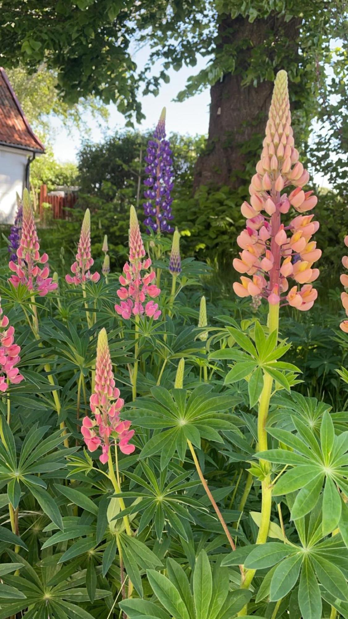 Trennegarden B&B Mjöhult Екстериор снимка